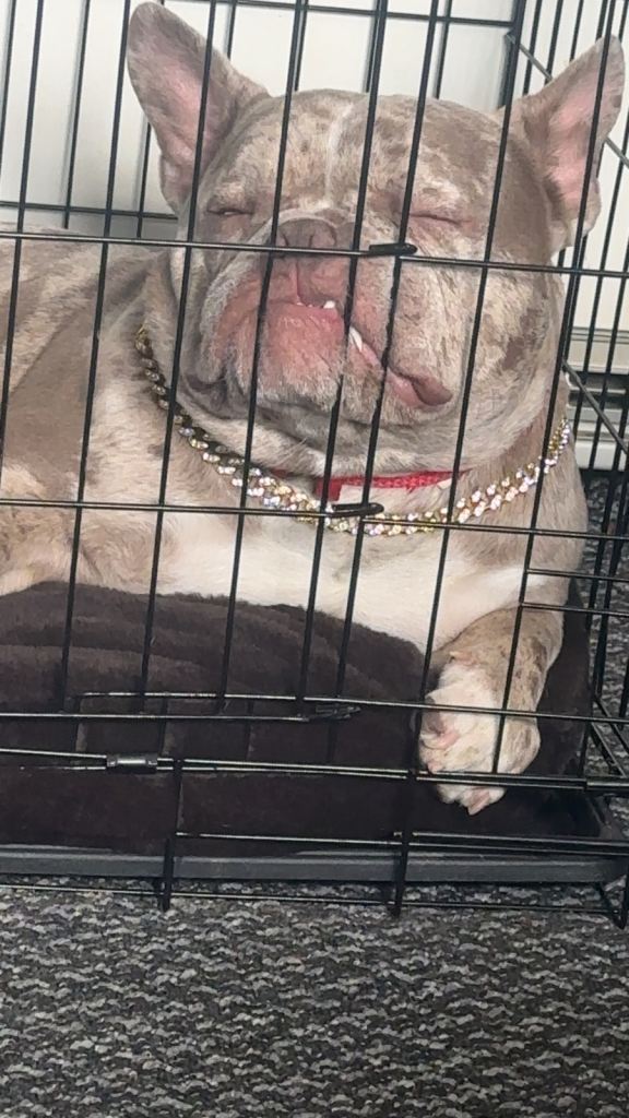 Vonny the frenchie 