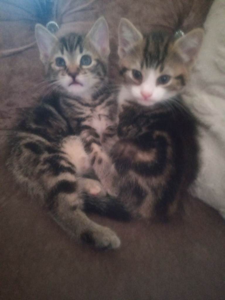 2 Bengal stripe kittens for sale