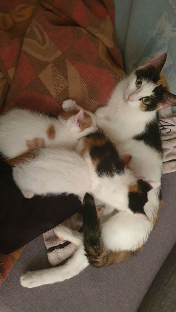 2 very playful male kittens 😸 