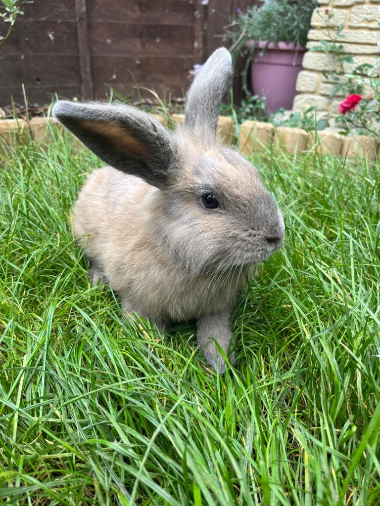 Male rabbit