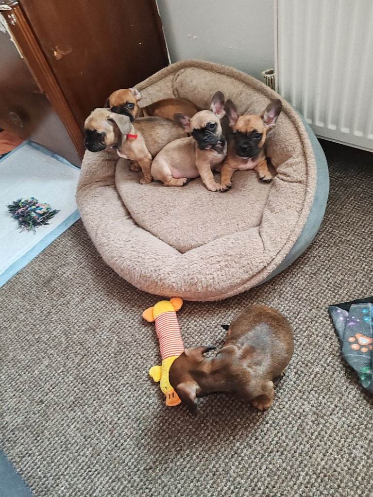 Puppy's for sale 