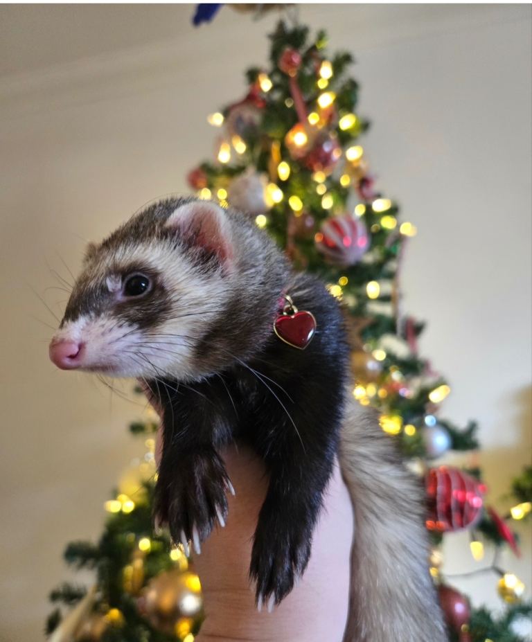 Female ferret & cage/toys