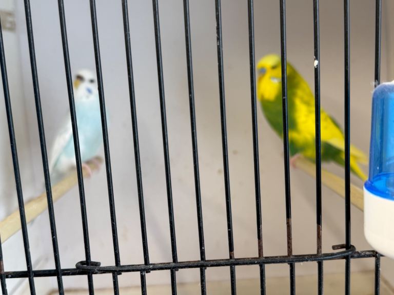 Breading pair of budgies also baby budgies 