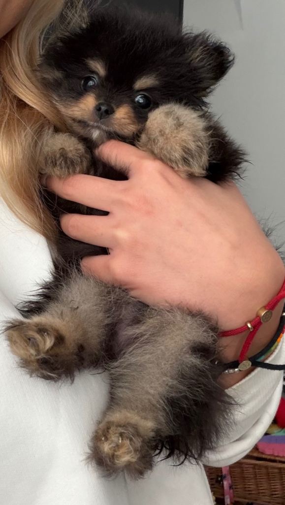 Pomeranian puppies for sale 