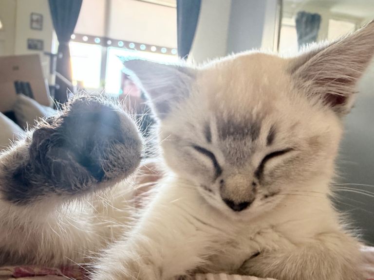 Lynx ragdoll kitten 