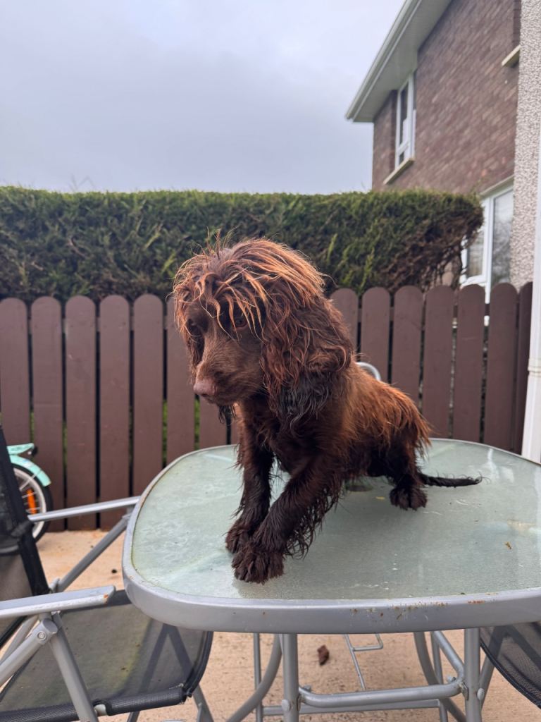 Cocker spaniel
