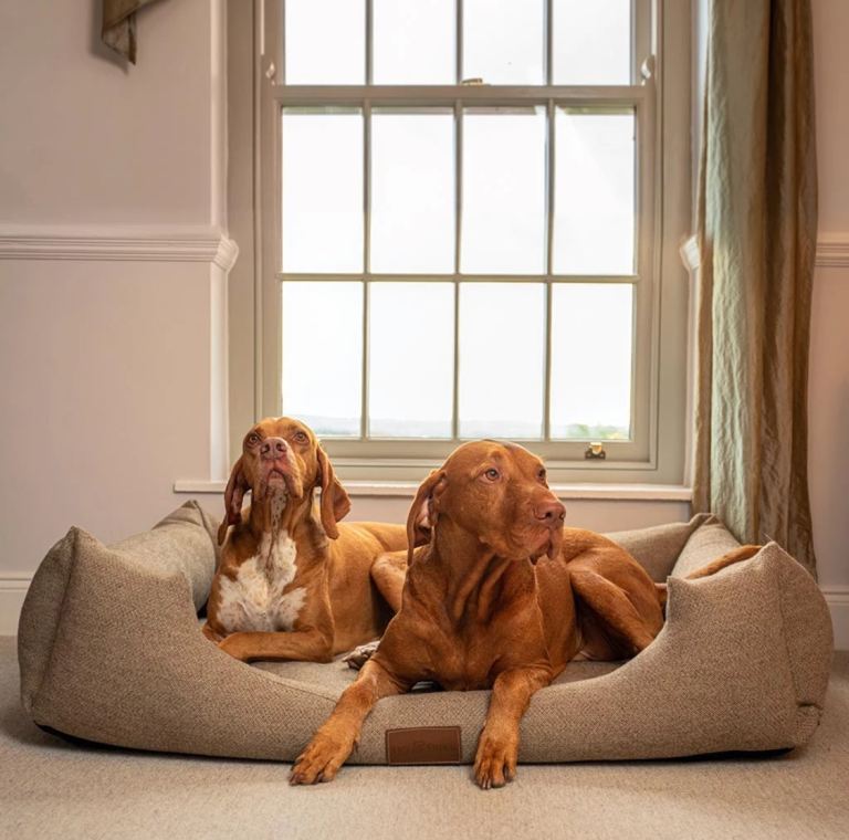 Unopened Ivy & Duke Dog bed XL