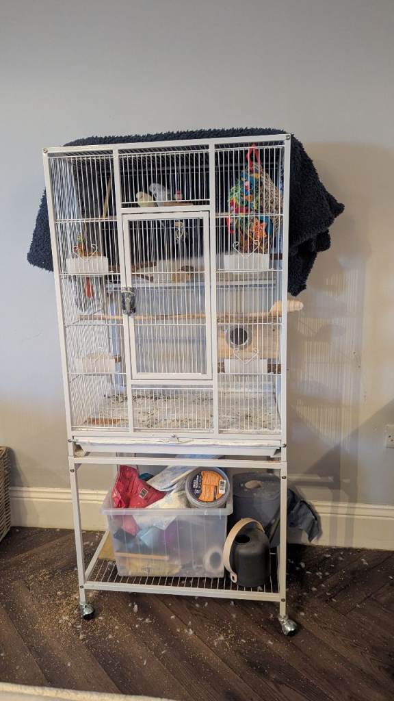 Two Budgies, Cage & Accessories 