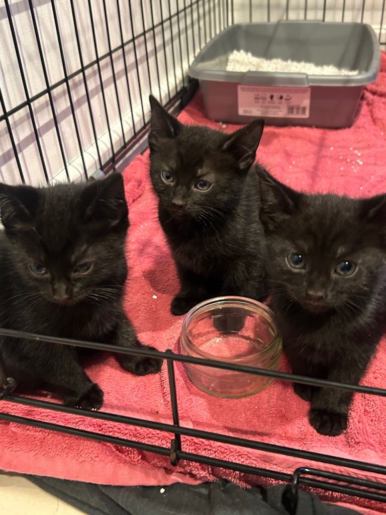 6 lovely black kittens looking for new homes 