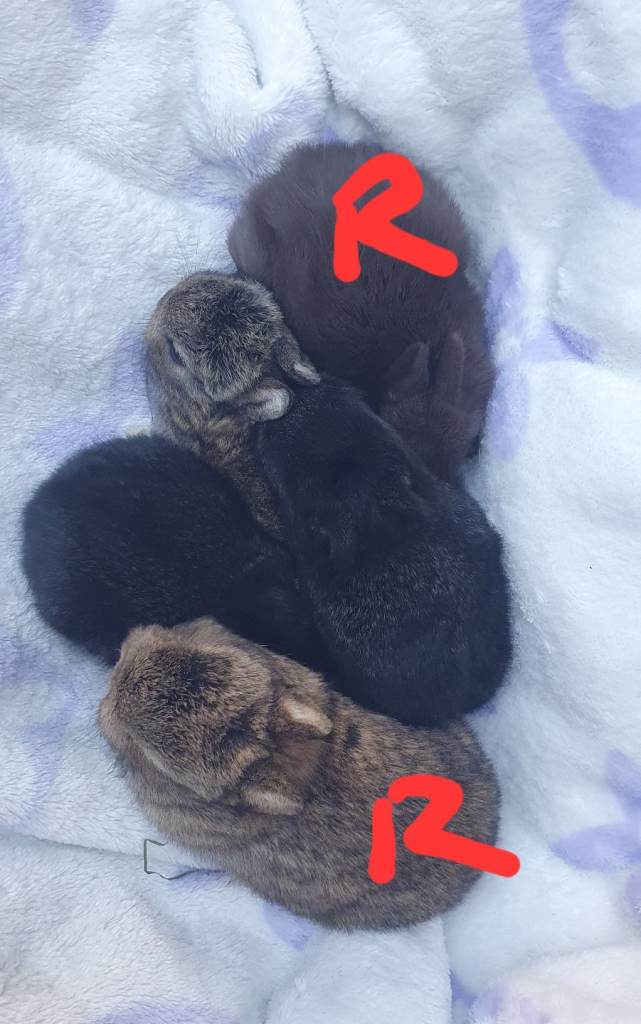 Netherland Dwarf Kits