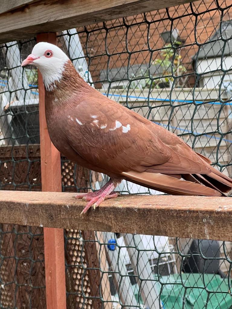 image for Afghan pigeon