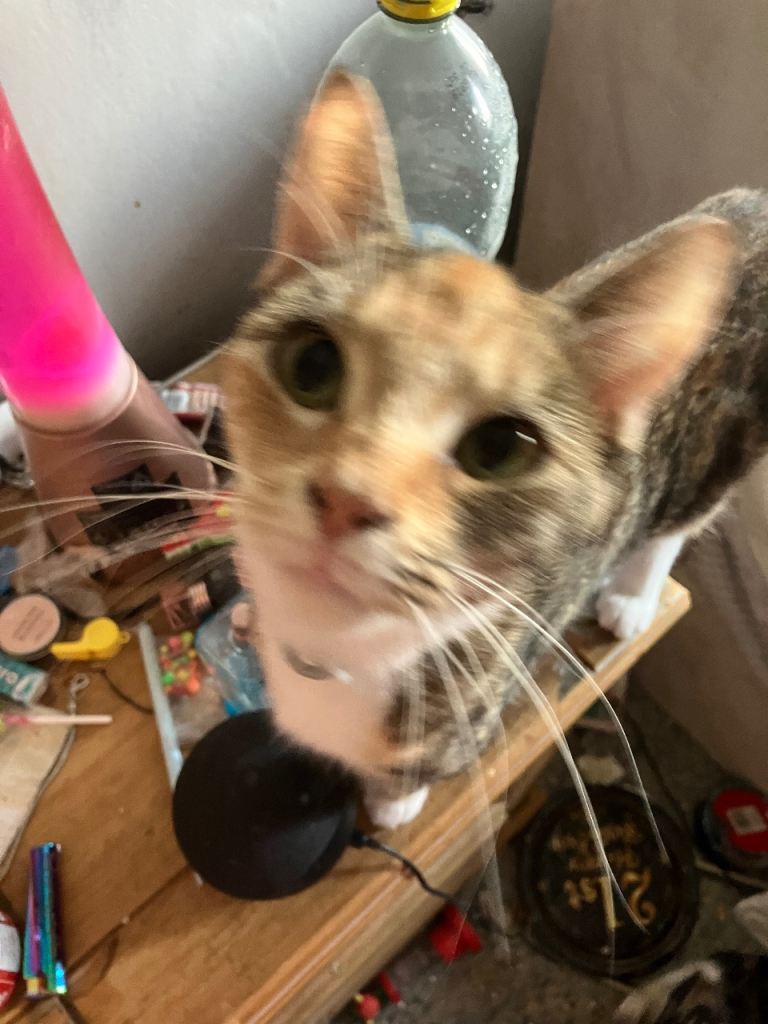 8 kittens for sale