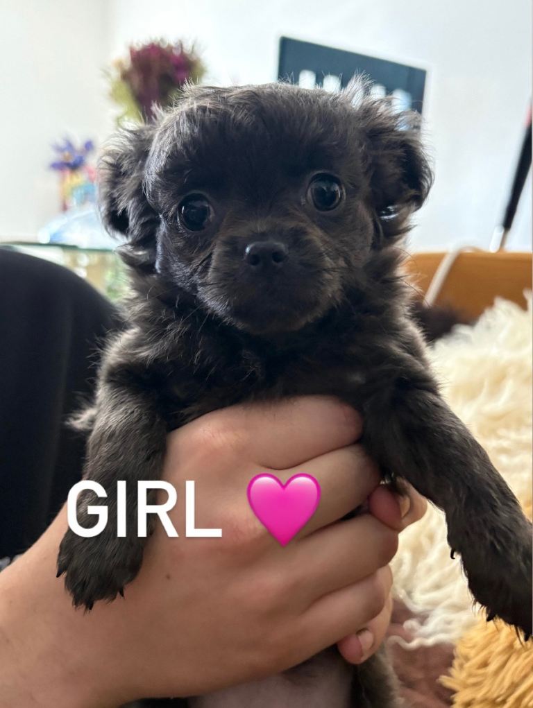 2 Female Chihuahua
