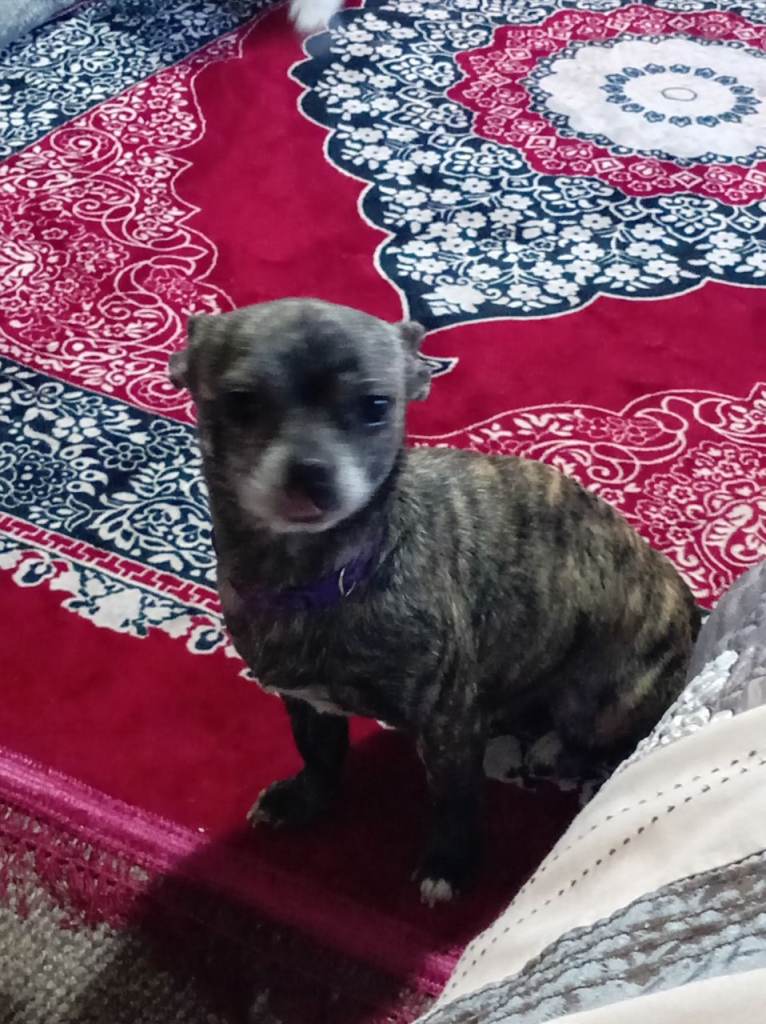 Beautiful cross female