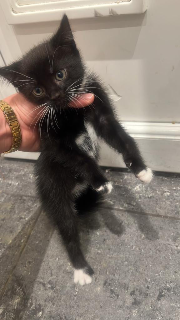 Selling Kittens and 2 Adult Cats, Black one 2 years, Domestic Shorthair 1 Year old