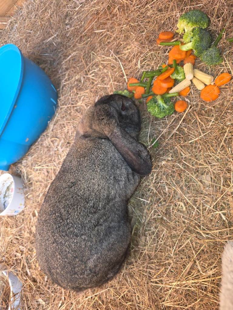 Female rabbit needing home