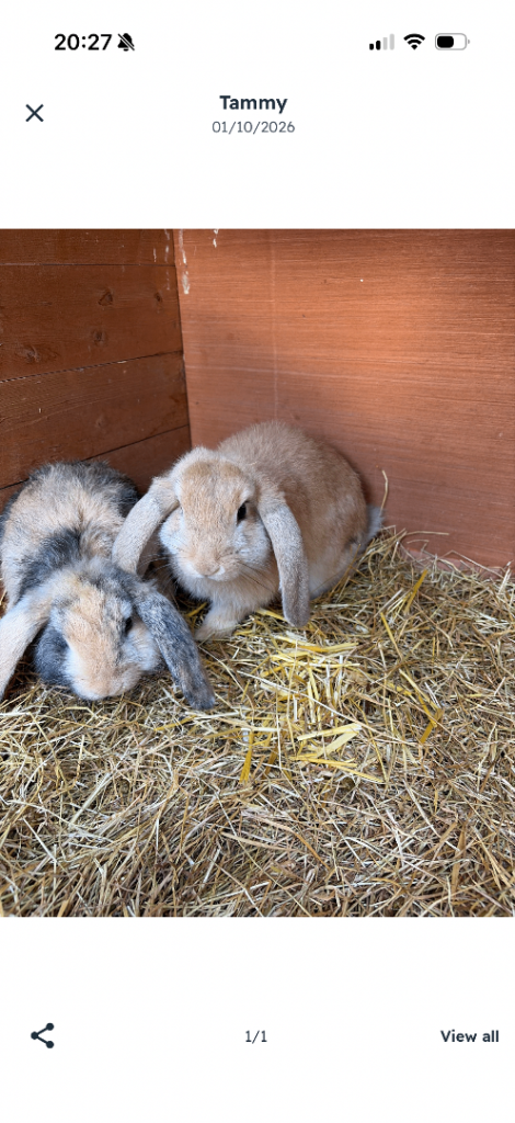 3 stunning lops 