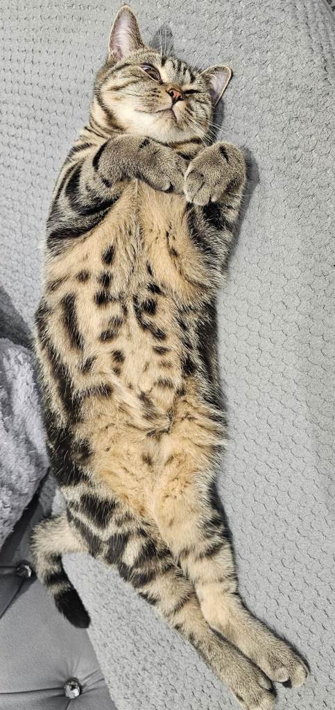 British shorthair Cat