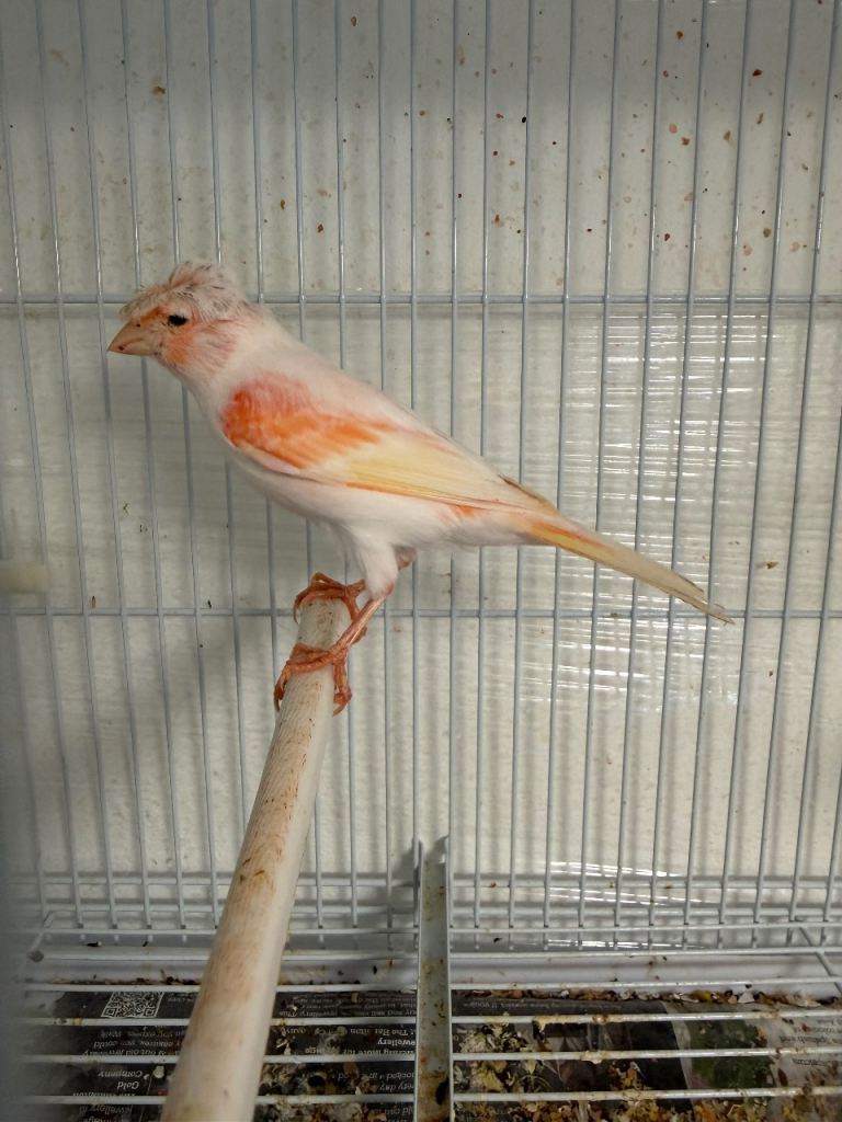 Harlequin canary 