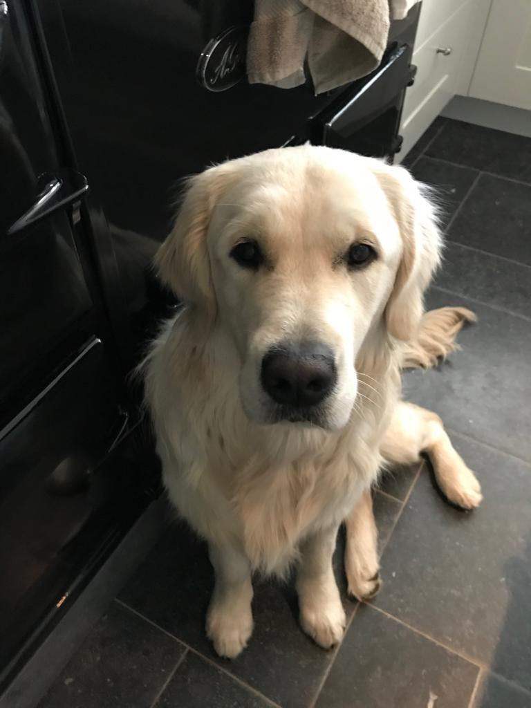 Reliable, Friendly Local Dog Walker Available in W2