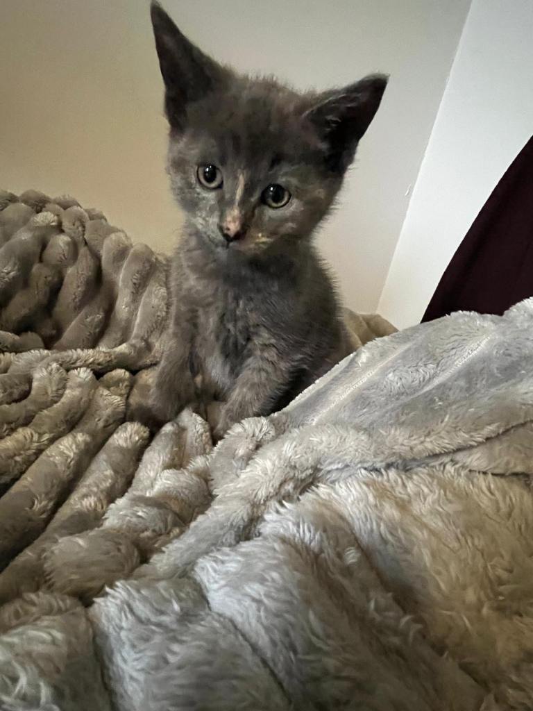 Beautiful kittens mum is bengal x Maine coone cross 