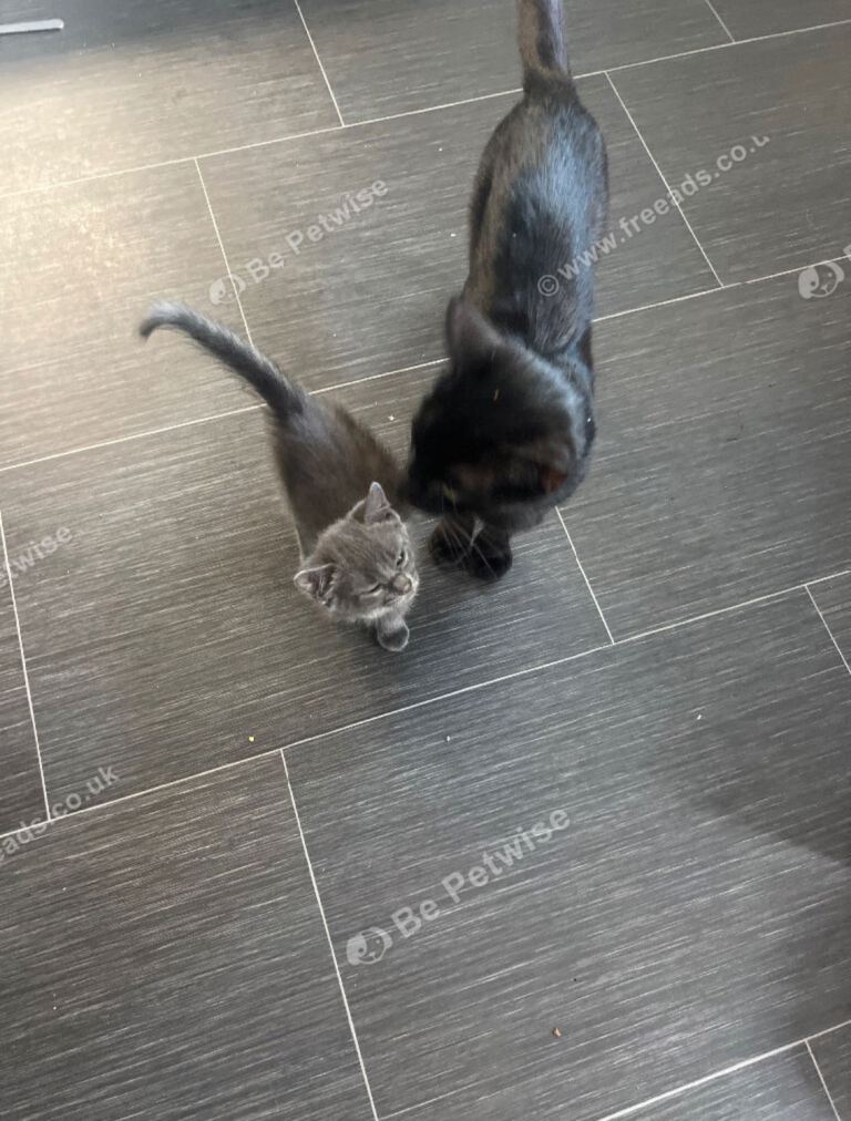 1 male grey kitten 