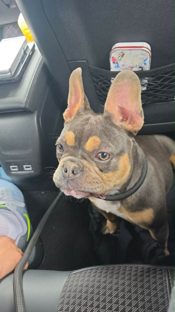 French bull dog 