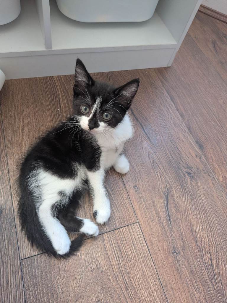 4 beautiful kittens for sale 🥰