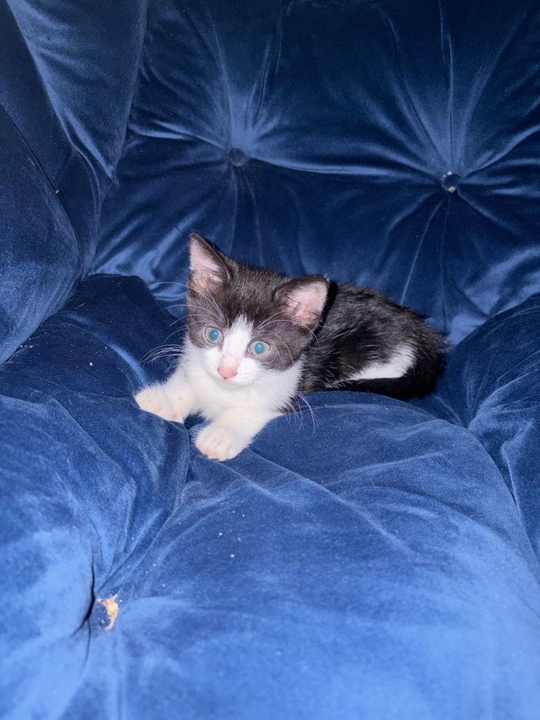 Female  kitten need to go today