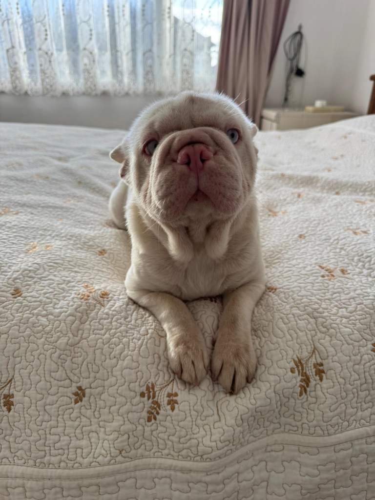 Female French bulldog for rehome