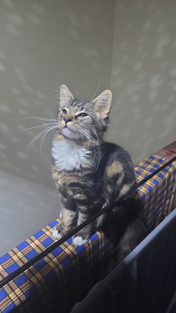 Adorable 4-Month-Old Tabby Kitten – Friendly & Playful 
