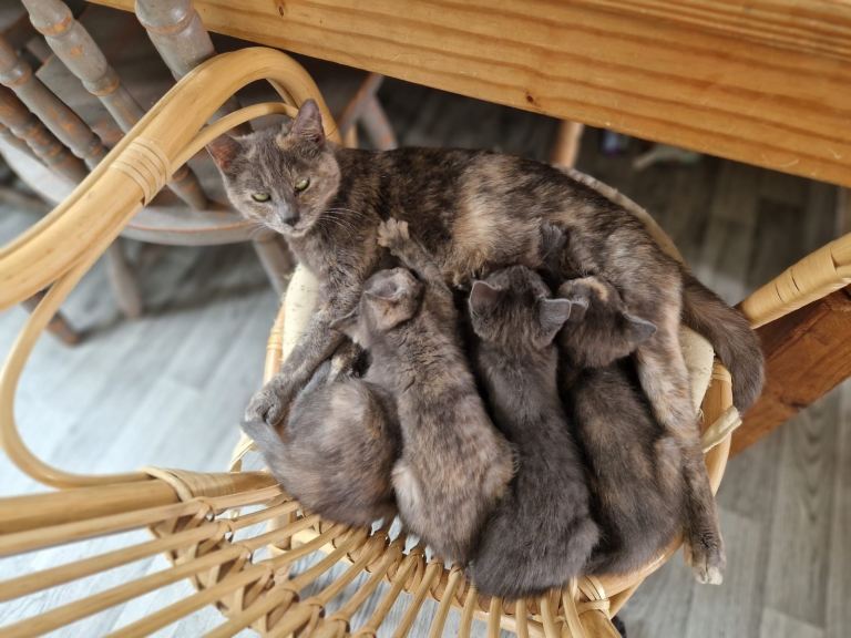 Kittens for Sale!