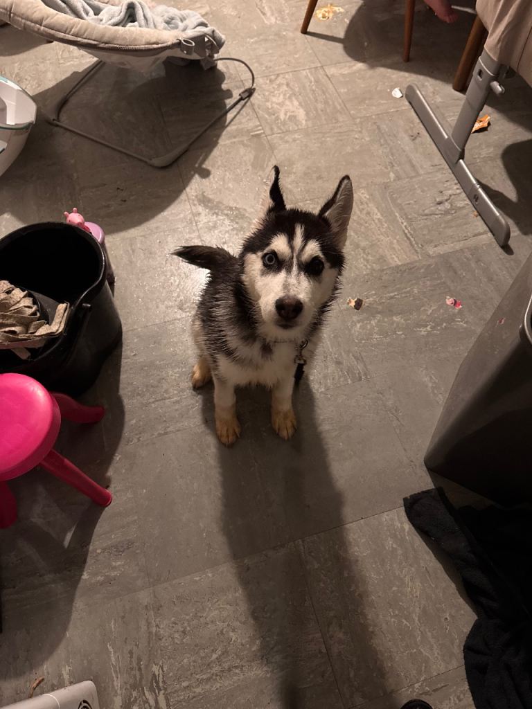 Bi eyed Husky 5 months