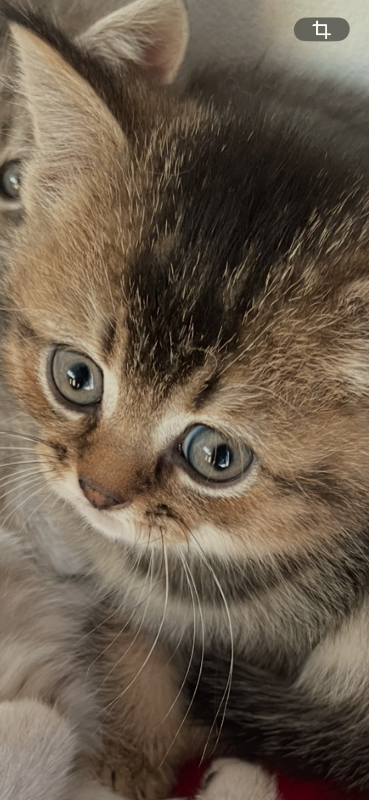 Beautiful British Shorthair kittens