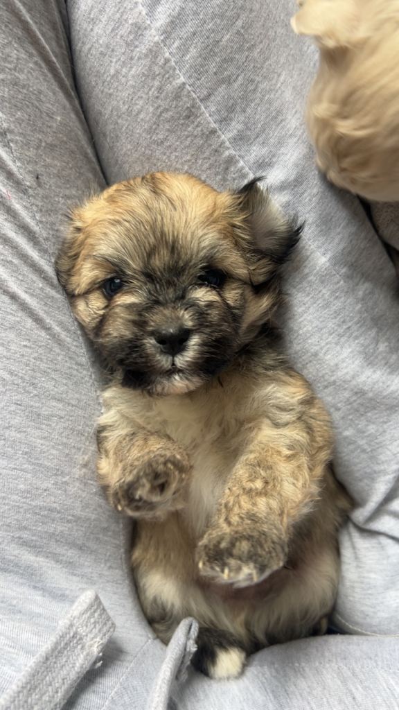 Malshi pups 