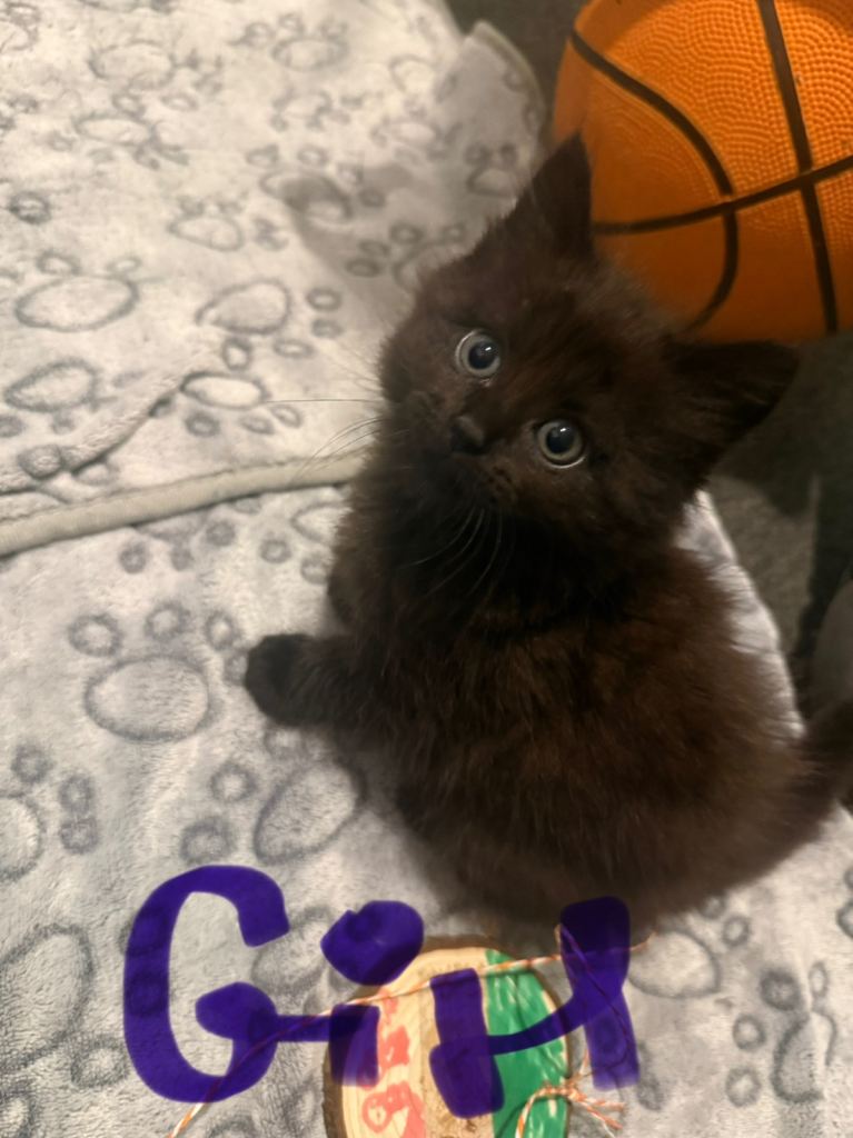 4 kittens looking home 