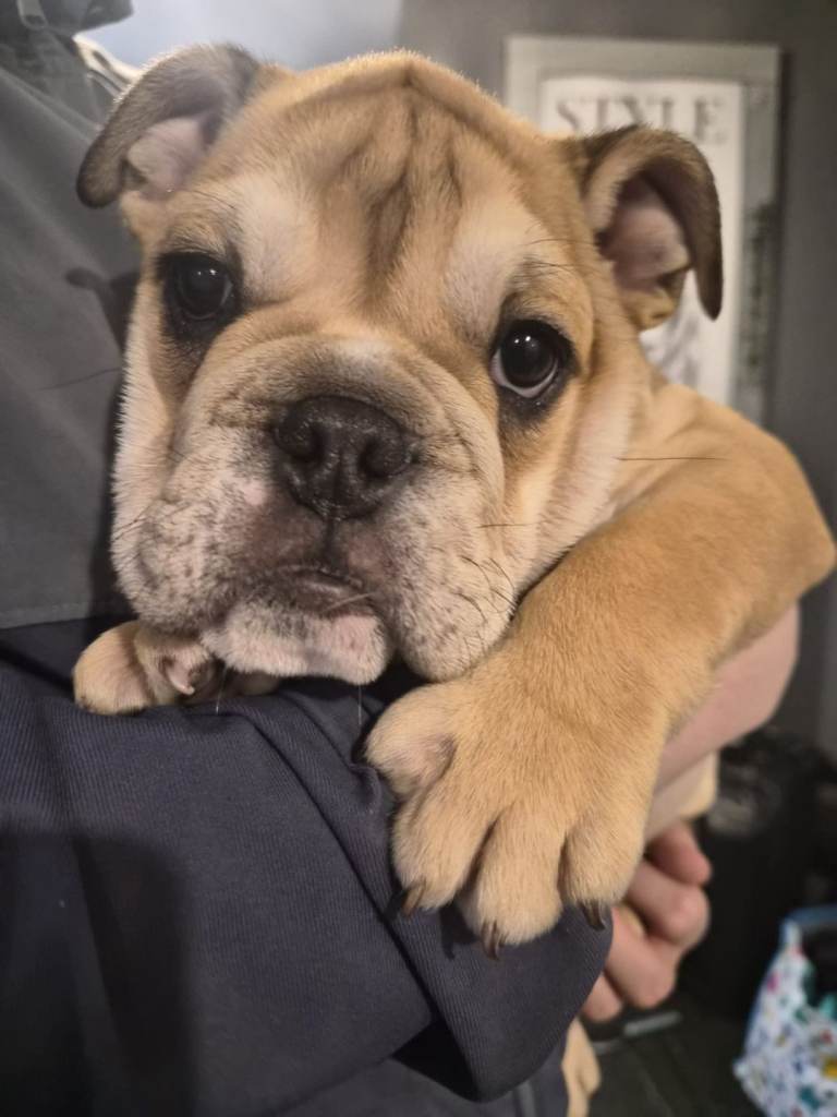 British bulldog female