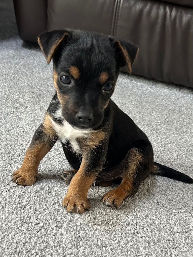 Puppy for sale