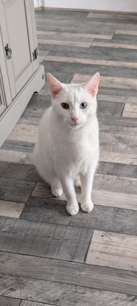 Cat needs a loving home