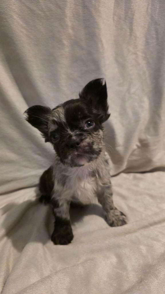 Fluffy french bulldogs 