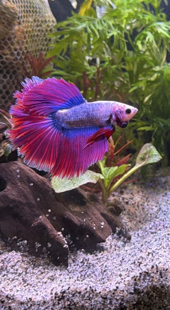 Betta and more! 