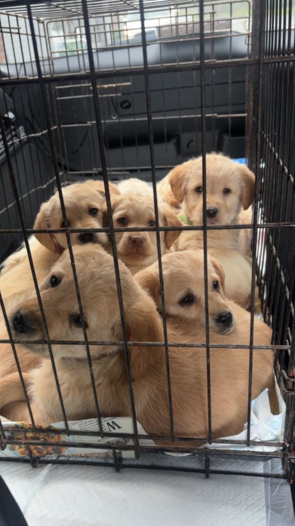 Golden Labrador puppies
