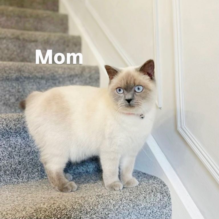 2 Beautiful male Kittens Left – Ragdoll x British Shorthair 
