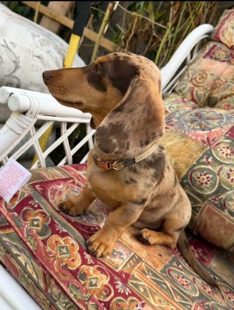 Puppy 