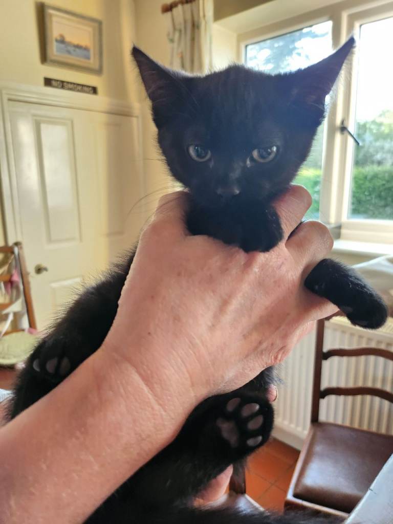one female black kitten for sale