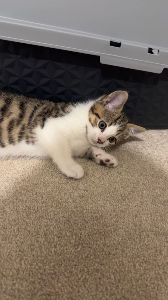 male kitten ready to go 