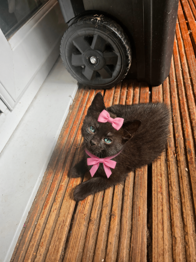 Kittens 