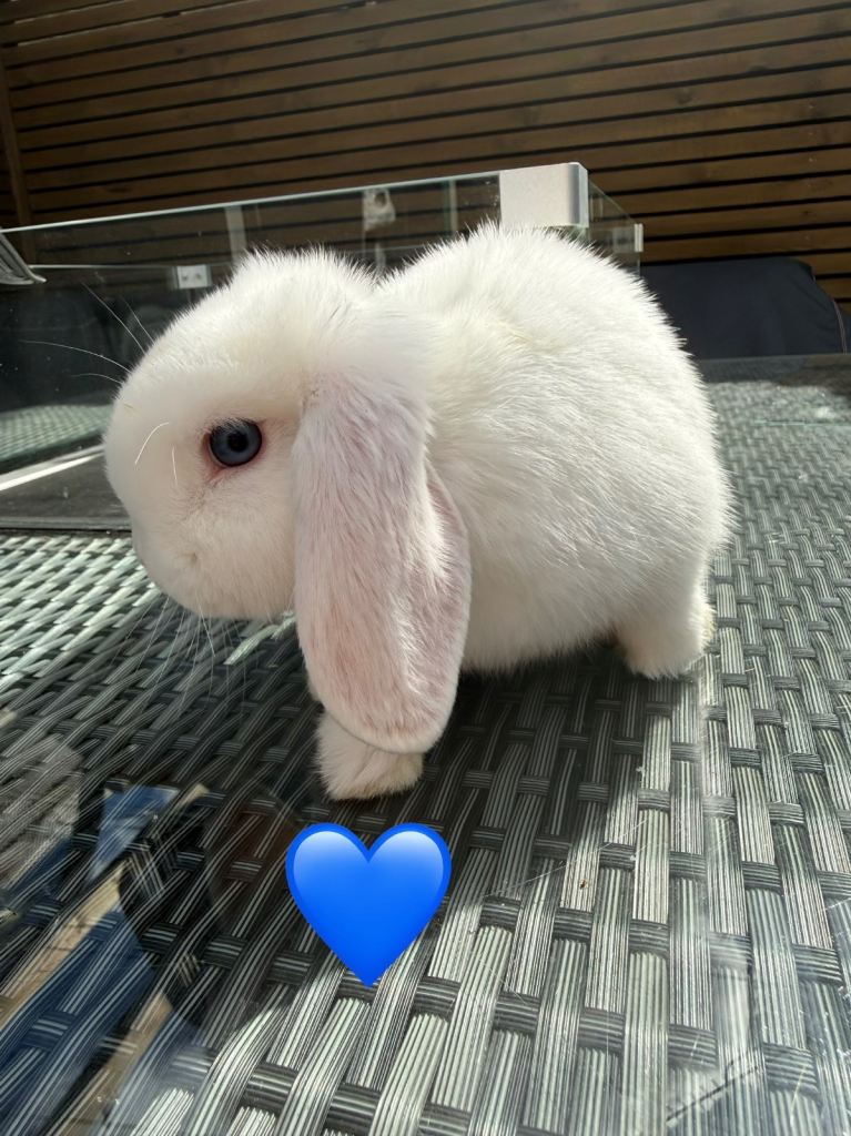 Mini lop rabbits 