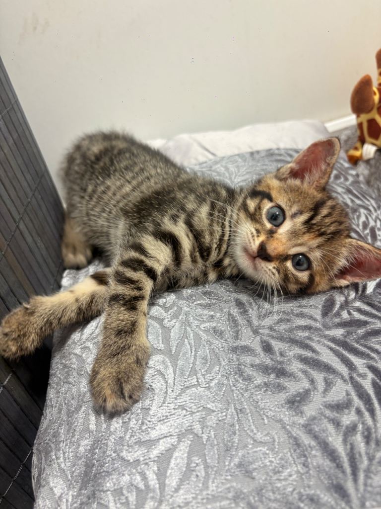 Beautiful female kitten 