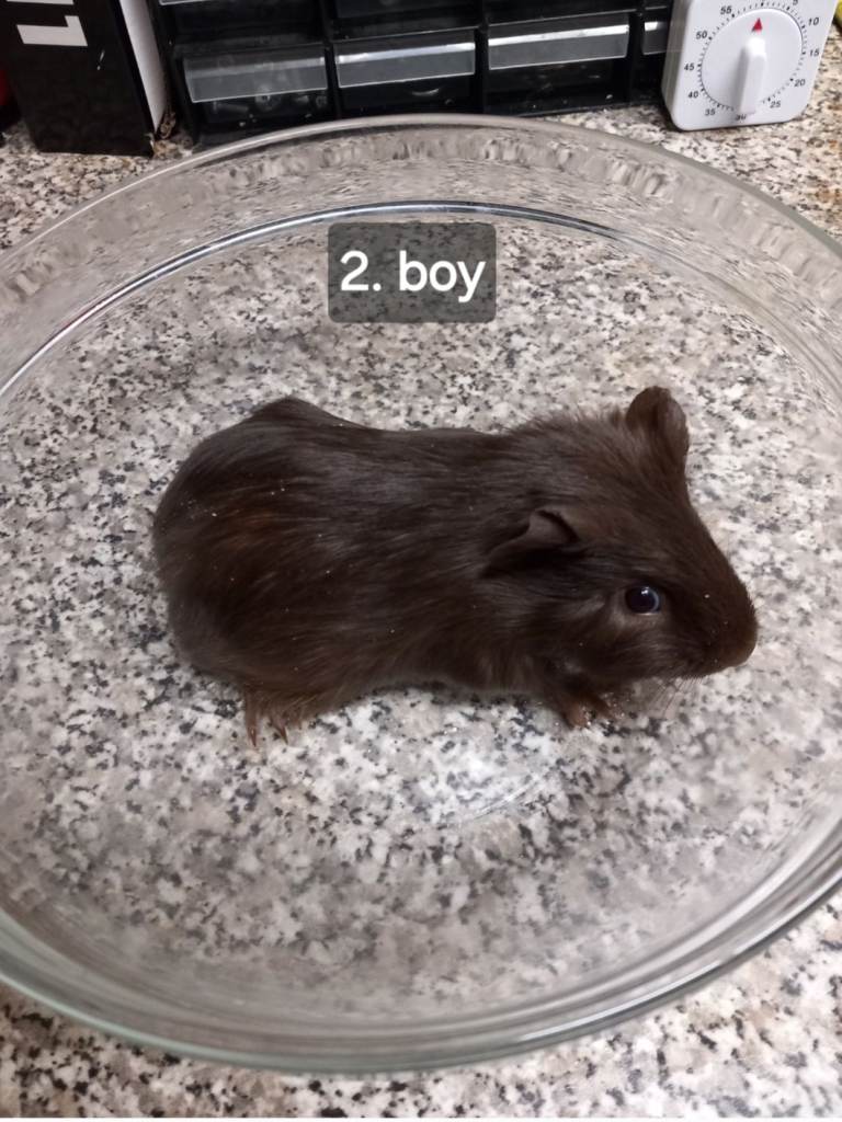 Pair baby guineapigs 